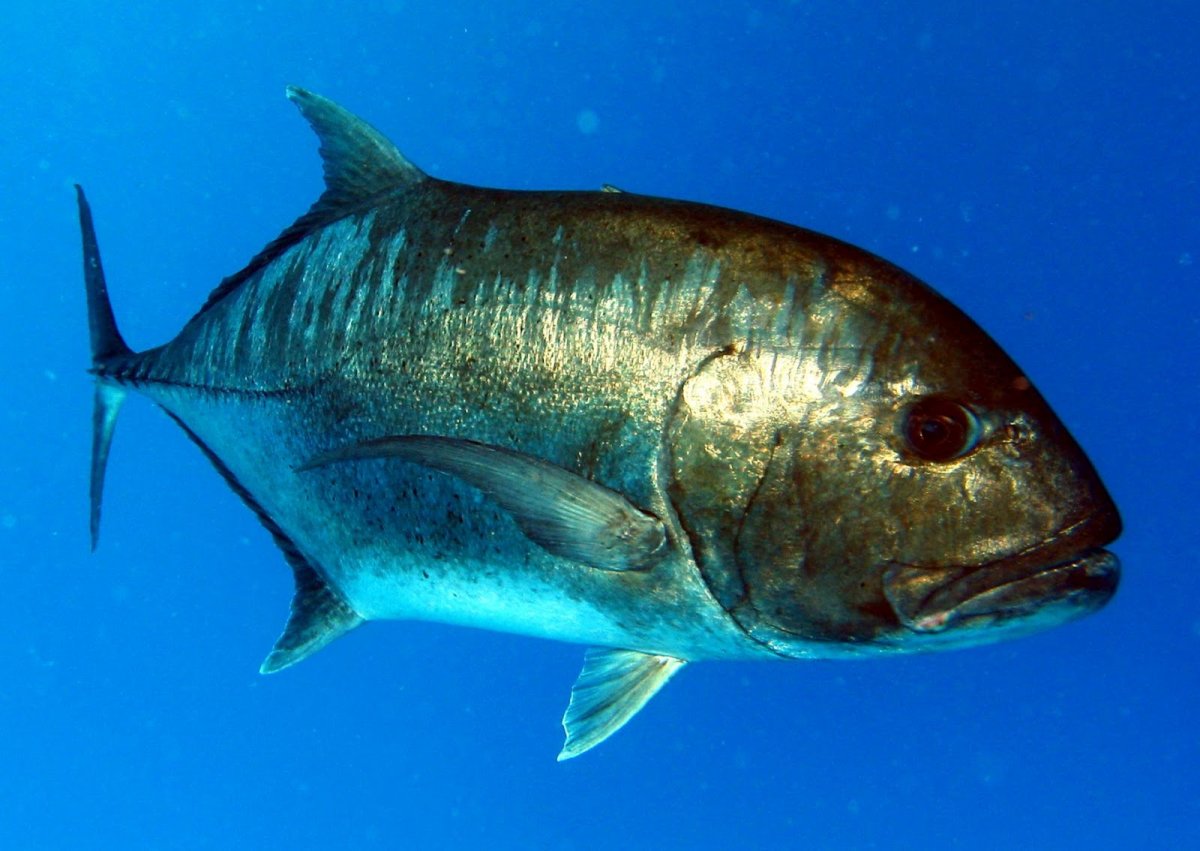 Giant Trevally