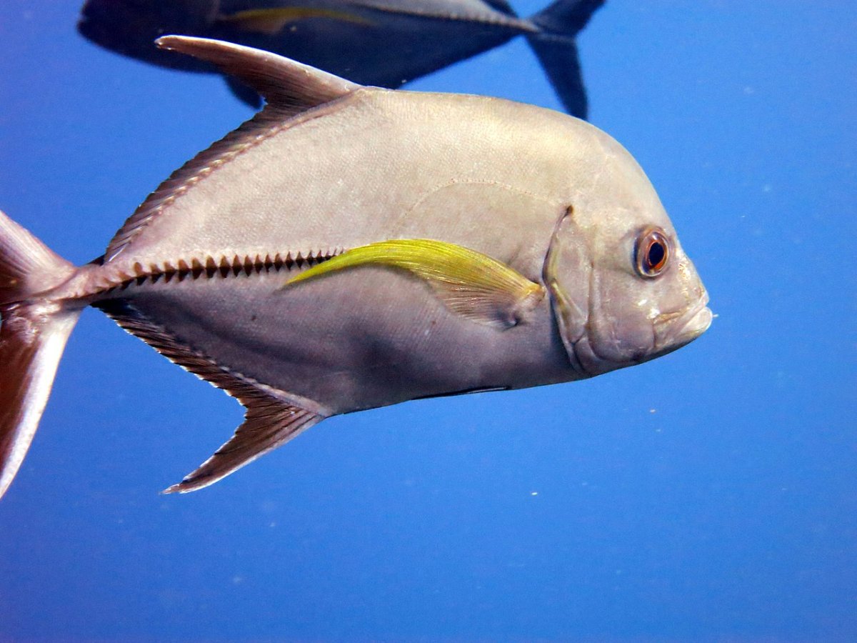 Бриллиантовый каранкс