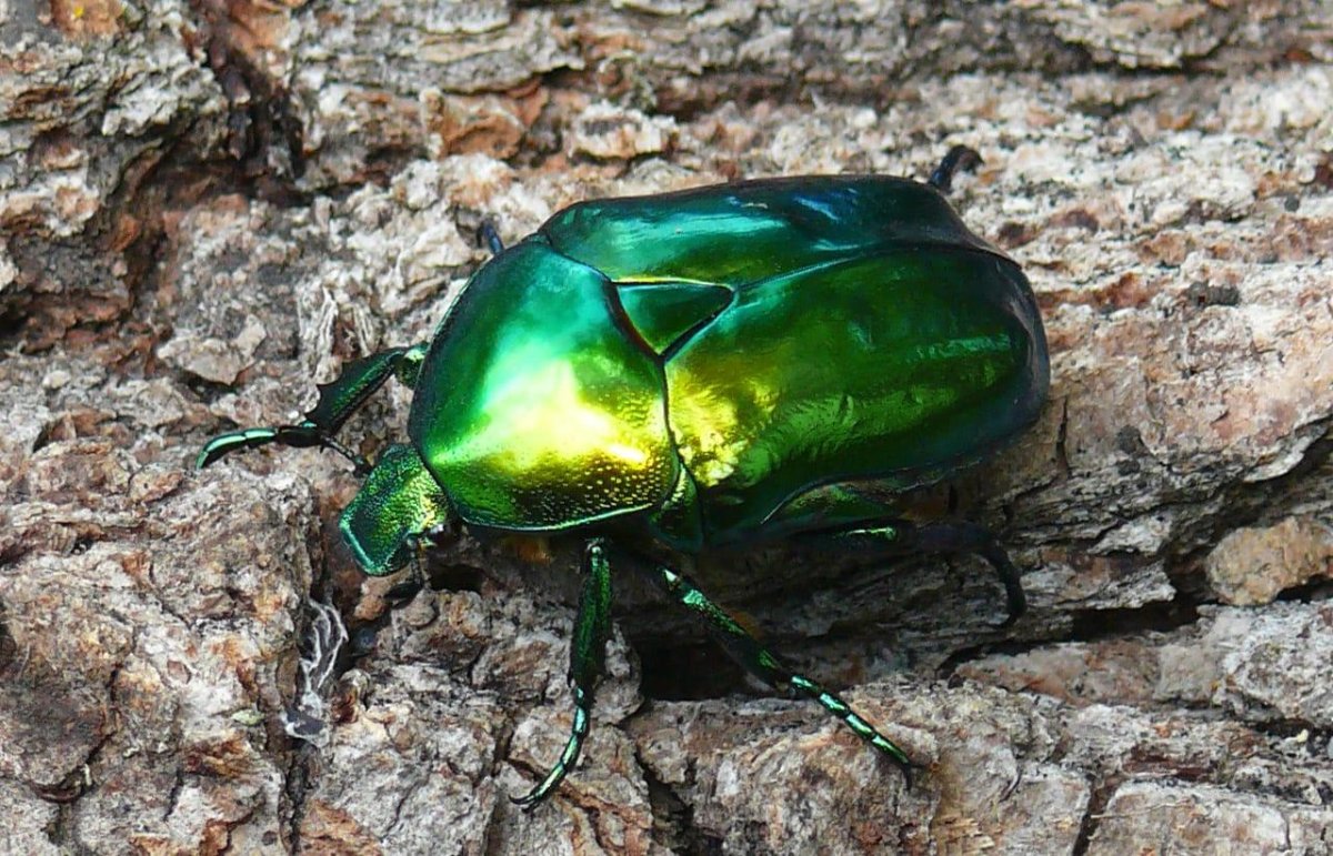 Жук Золотая бронзовка