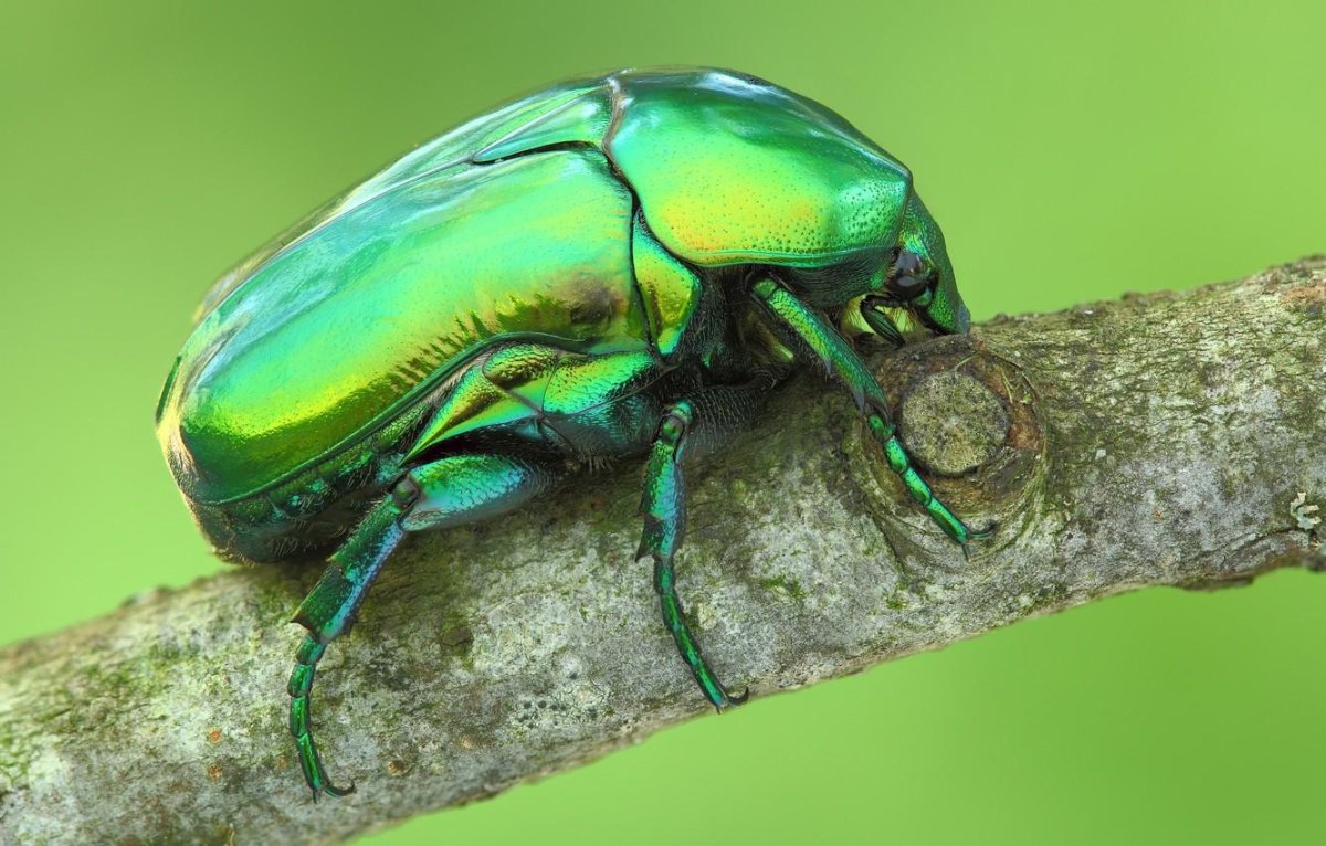 Зеленый Жук бронзовка