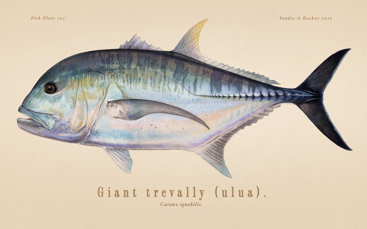 Как выглядит рыба улуа