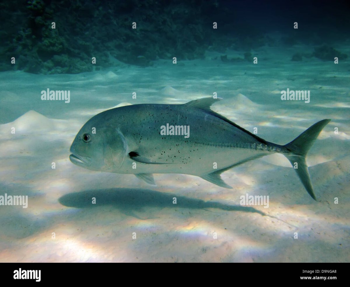 Золотистый каранкс