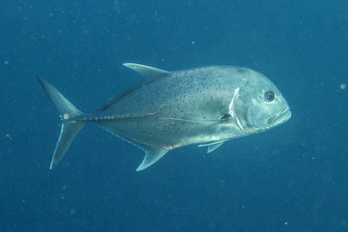 Желтоперый каранкс