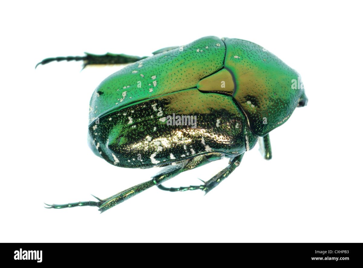 Насекомые зеленого цвета