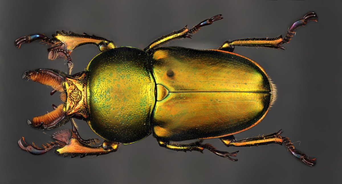 Пленка Жук зеленая