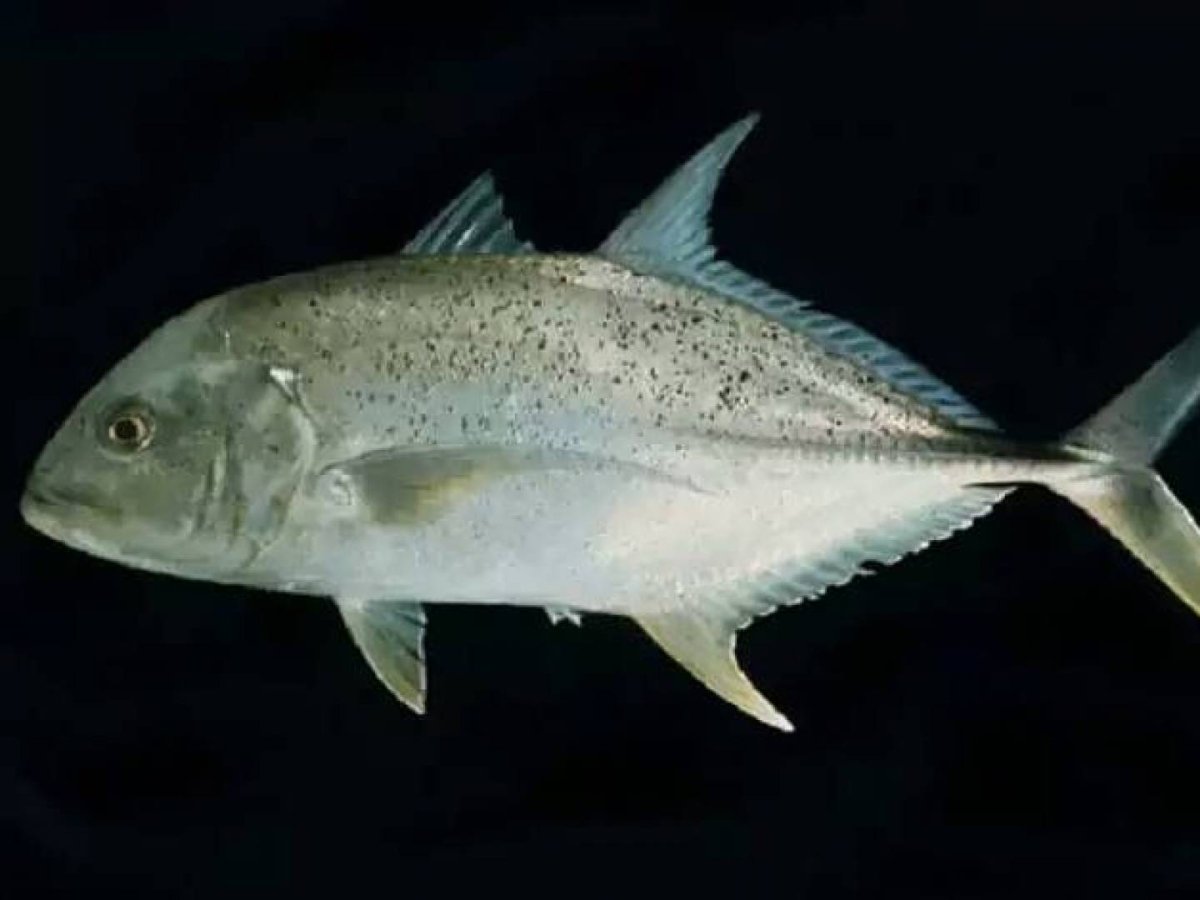 Тунец скумбриевидный