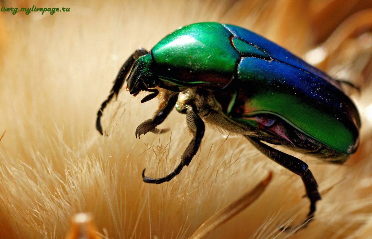 Майский Жук изумрудный
