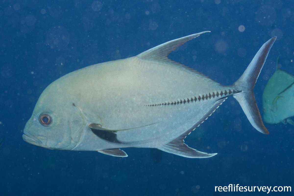 Желтоперый каранкс