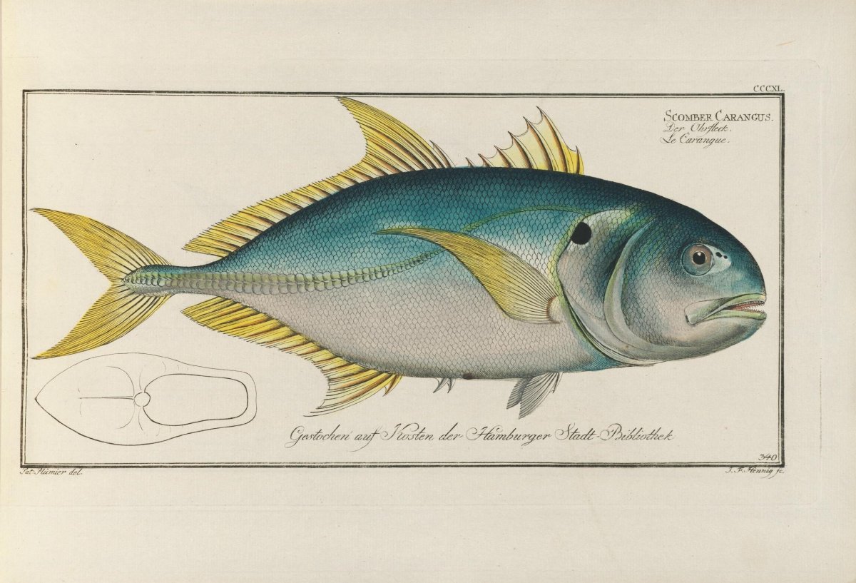 Джек Фиш рыба