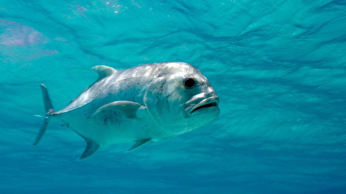 Diamond Trevally