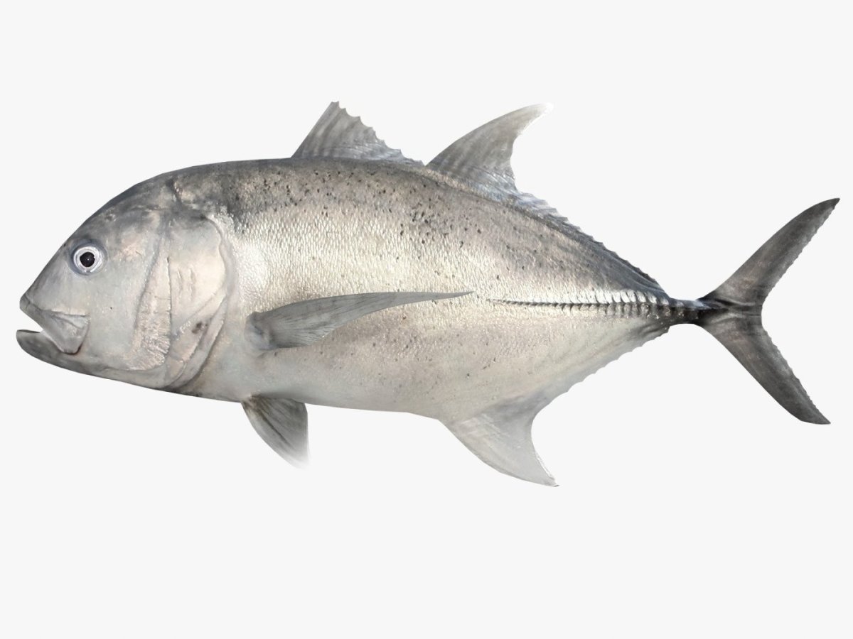 Gt giant Trevally