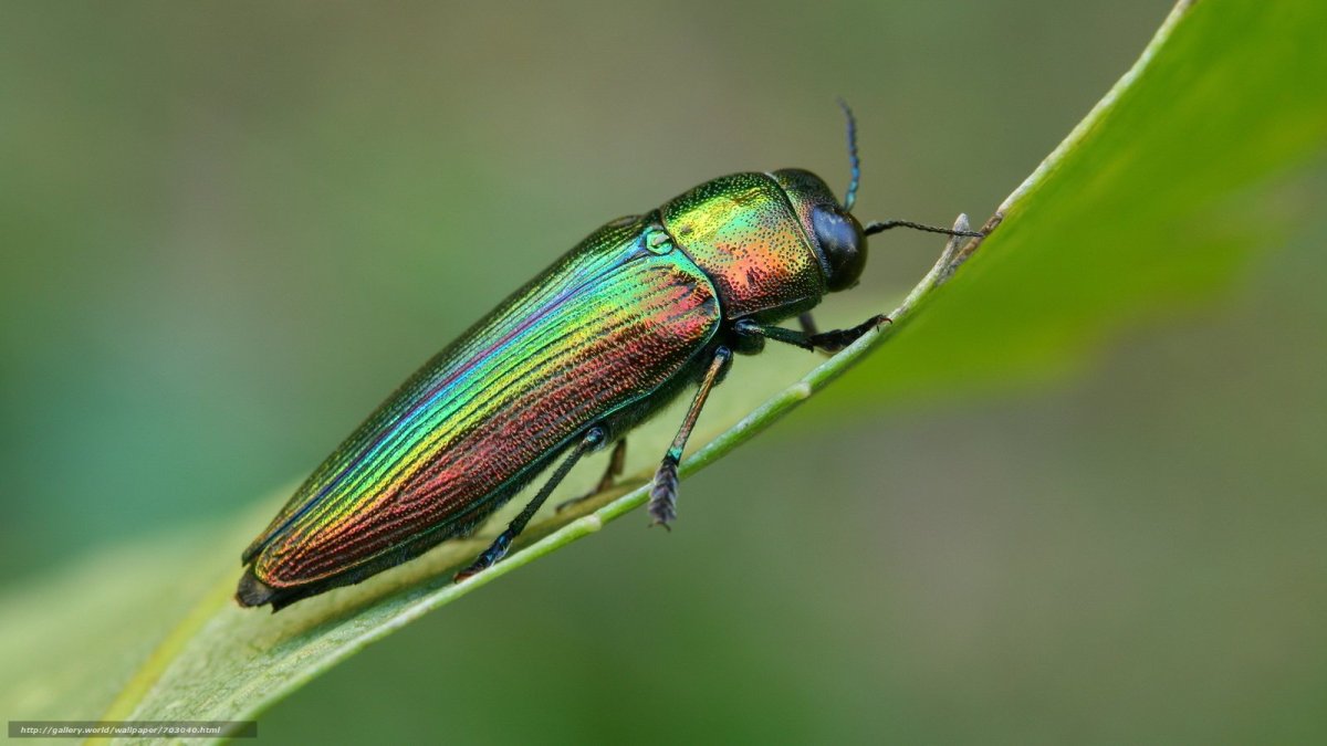 Жук переливающийся зеленым
