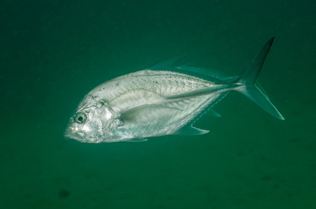 Каранкс обыкновенный