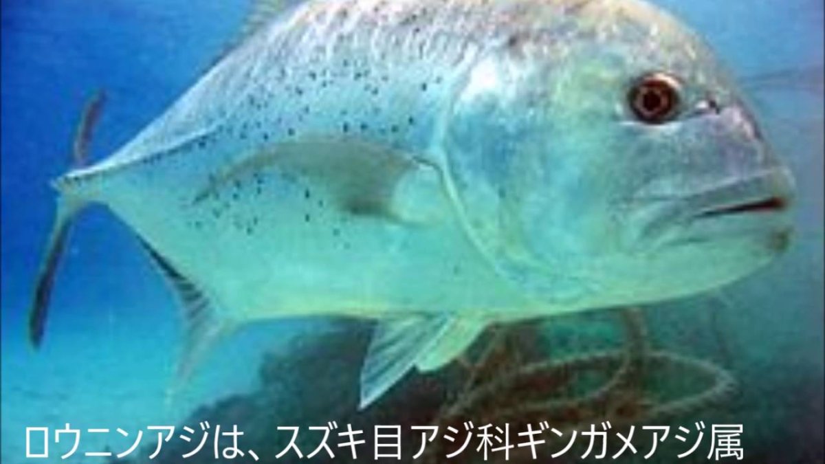 Австралийский каранкс