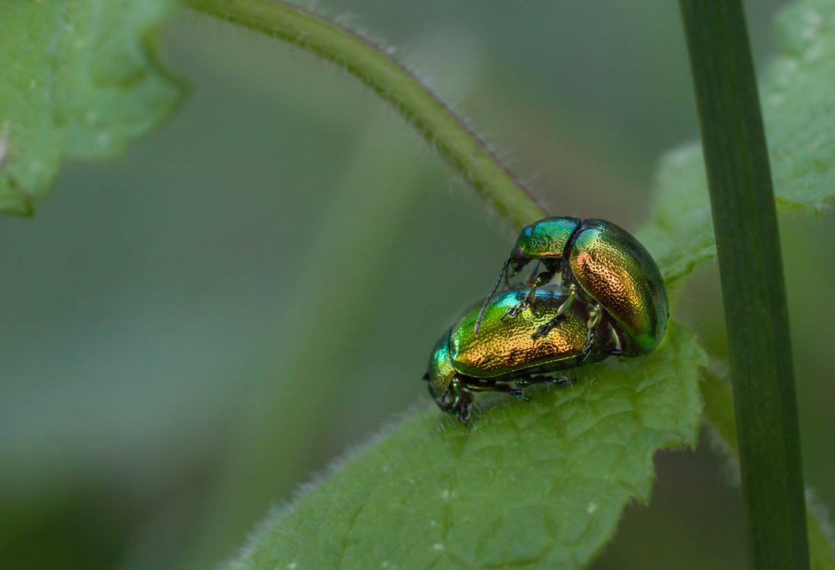 Майский Жук зеленый