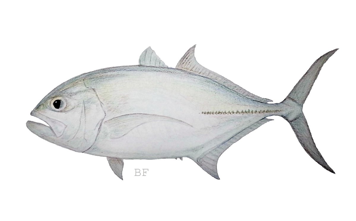 Рыба каранкс вектор