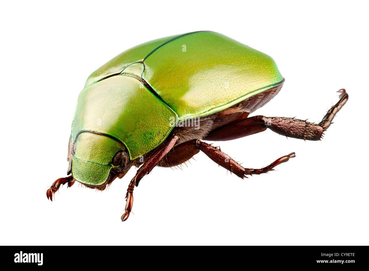 Жук Chrysolina cerealis