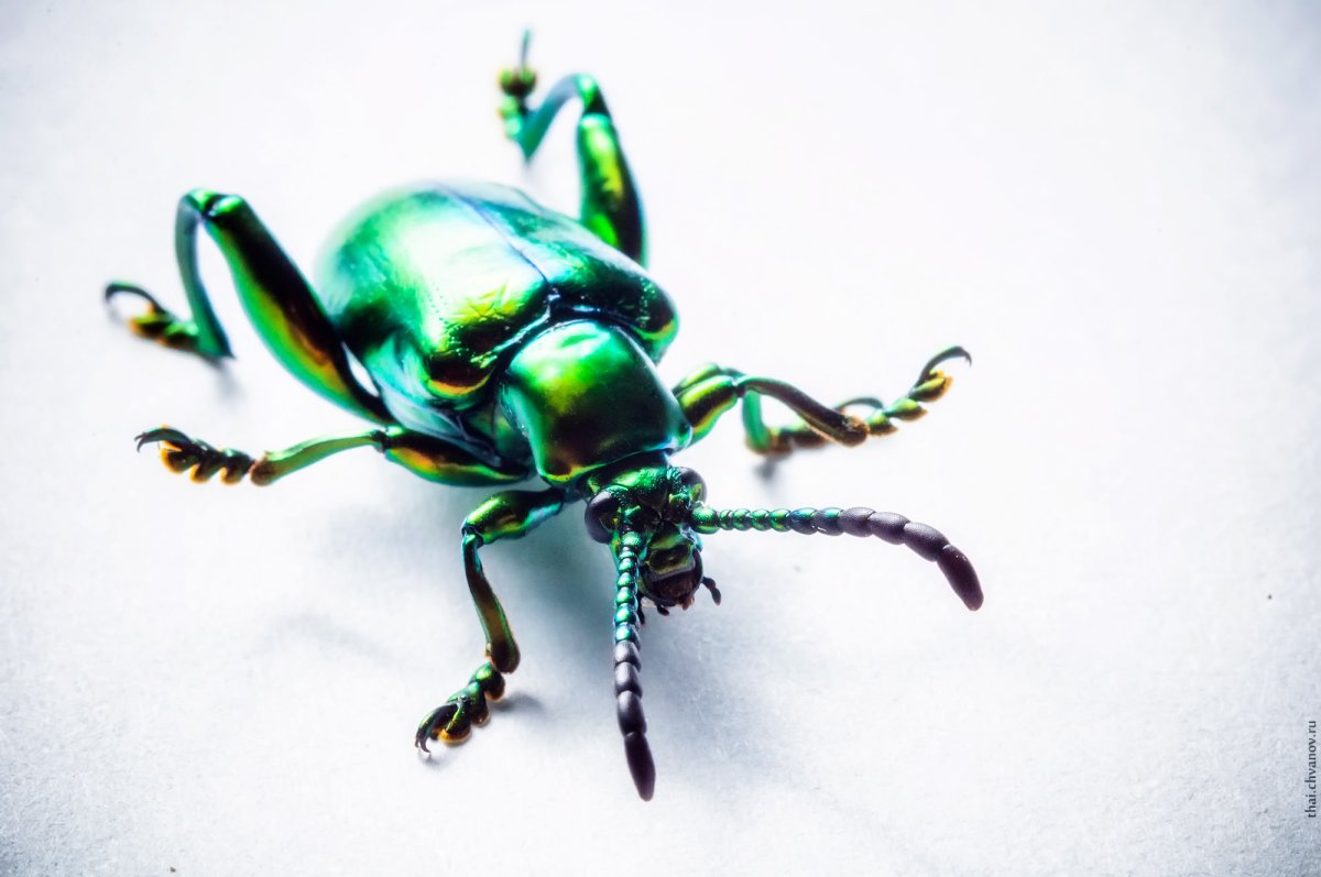 Жук Листоед мятный