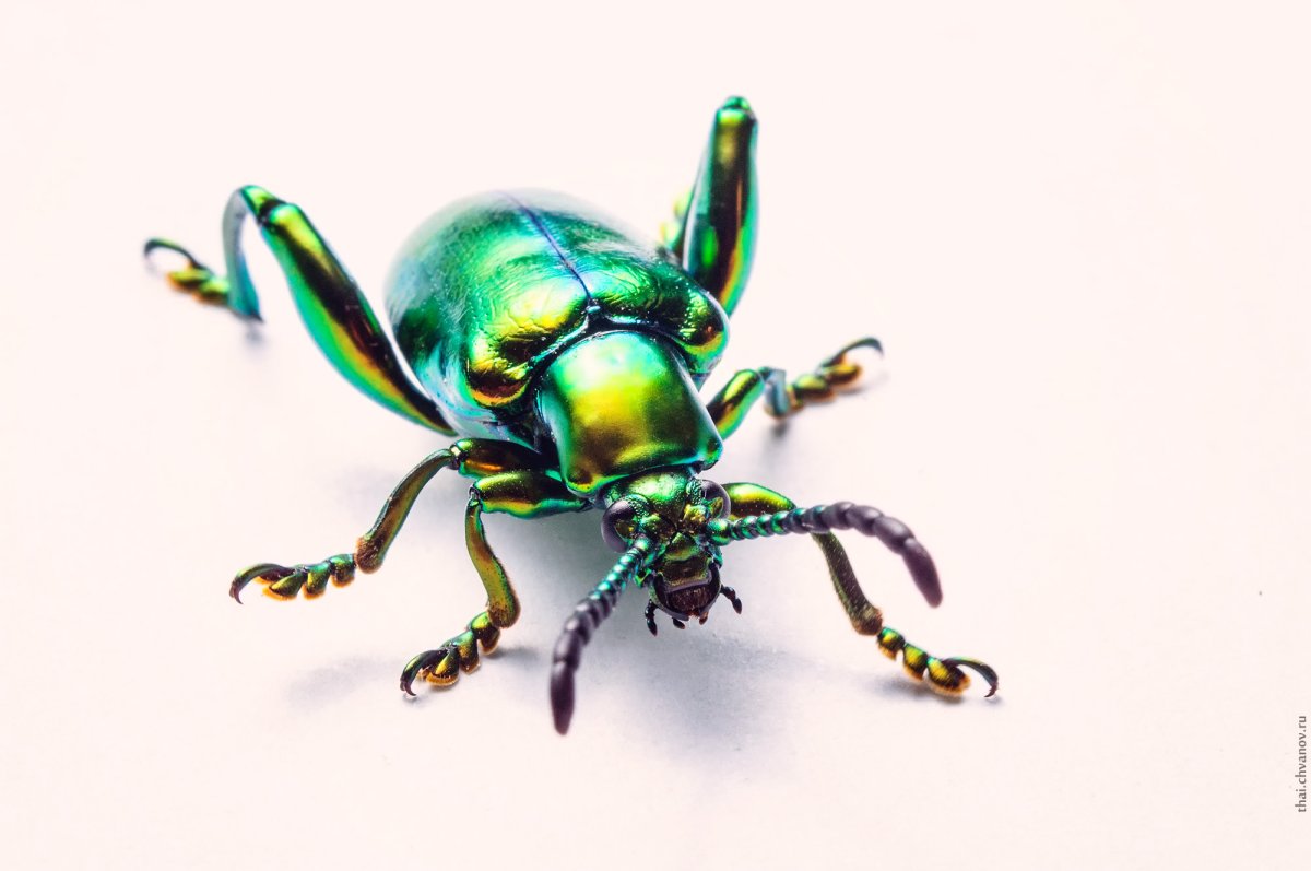 Жук блестяшка
