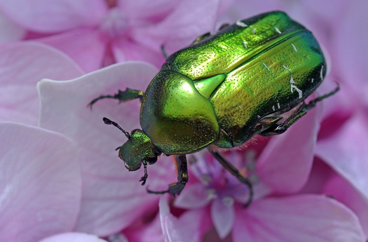 Жук Листоед Радужный