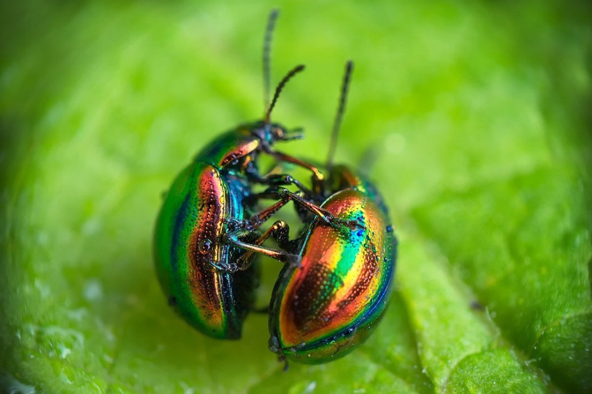 Жук Листоед Радужный