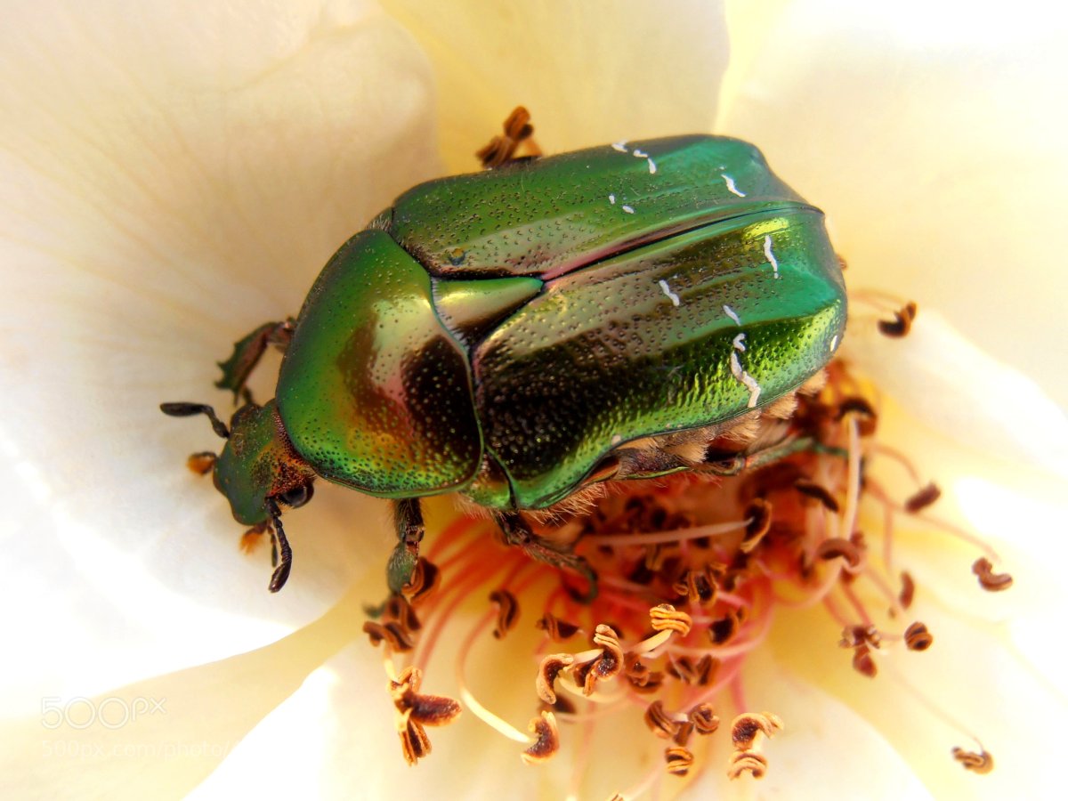 Жук наземник