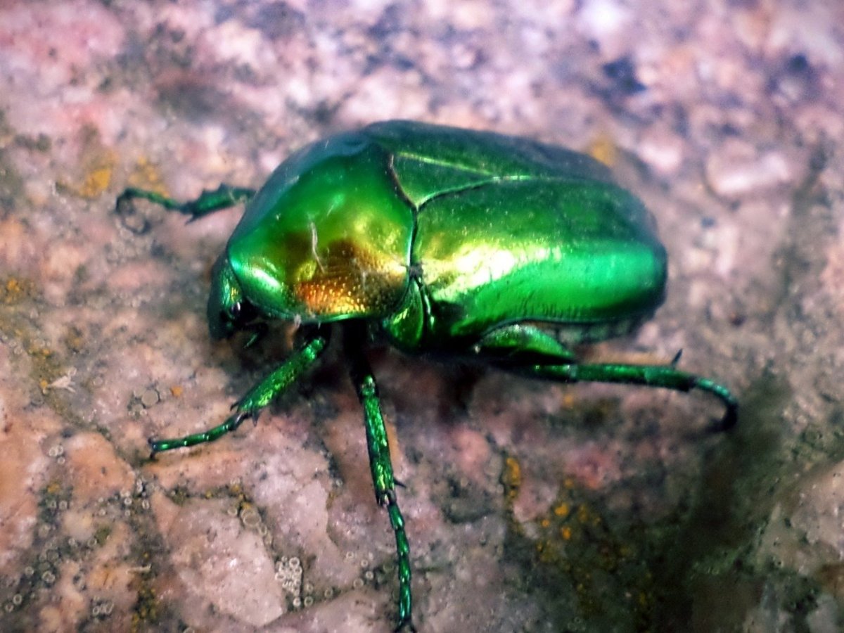 Жук бронзовка мраморная