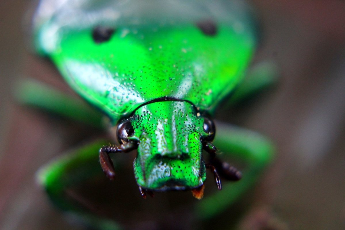 Жук с коричневыми надкрыльями и зелёной головой