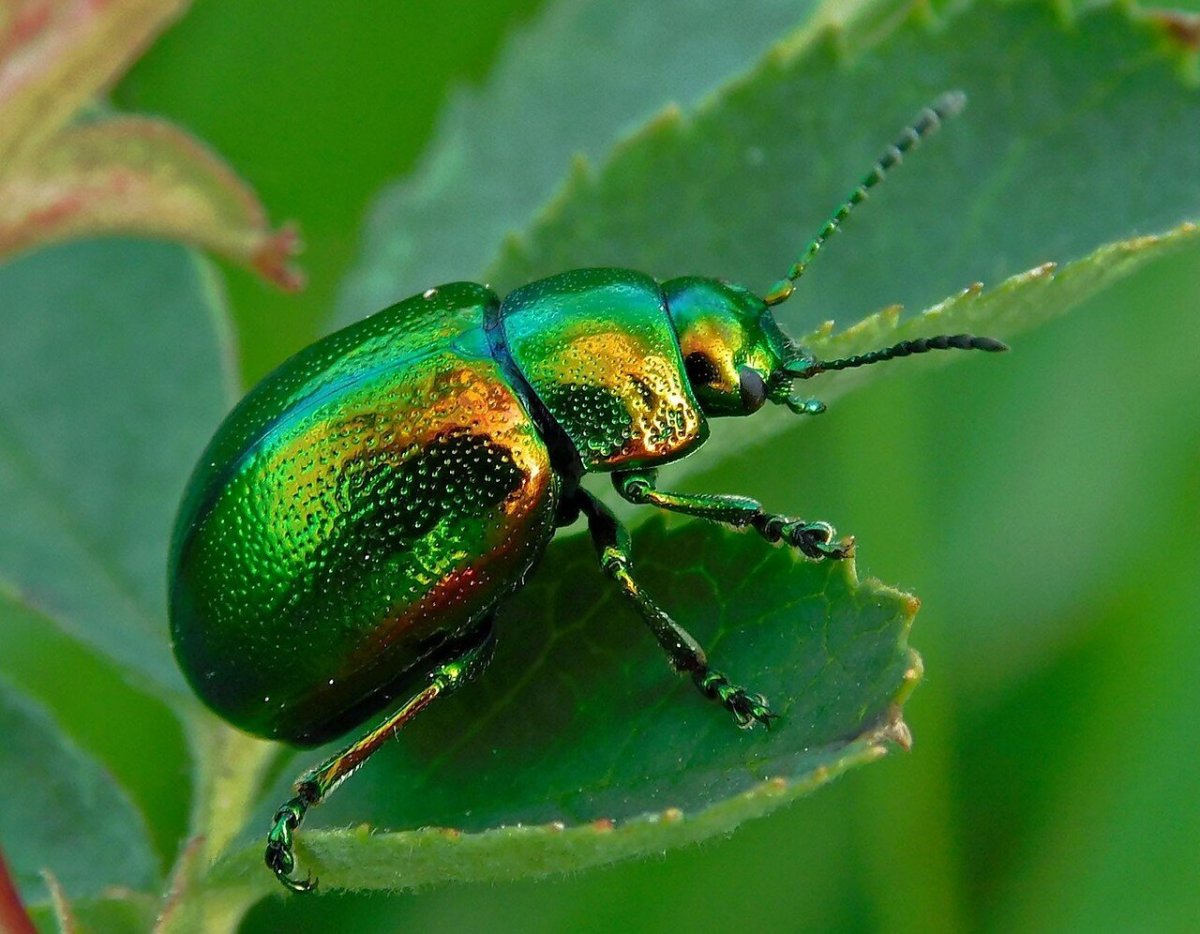 Жук Листоед гречишный