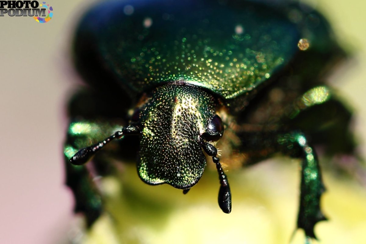 Большой зеленый Жук в Турции