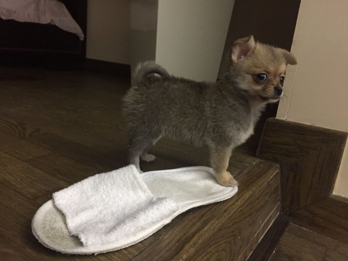 Помесь чихуахуа и шпица что вырастает