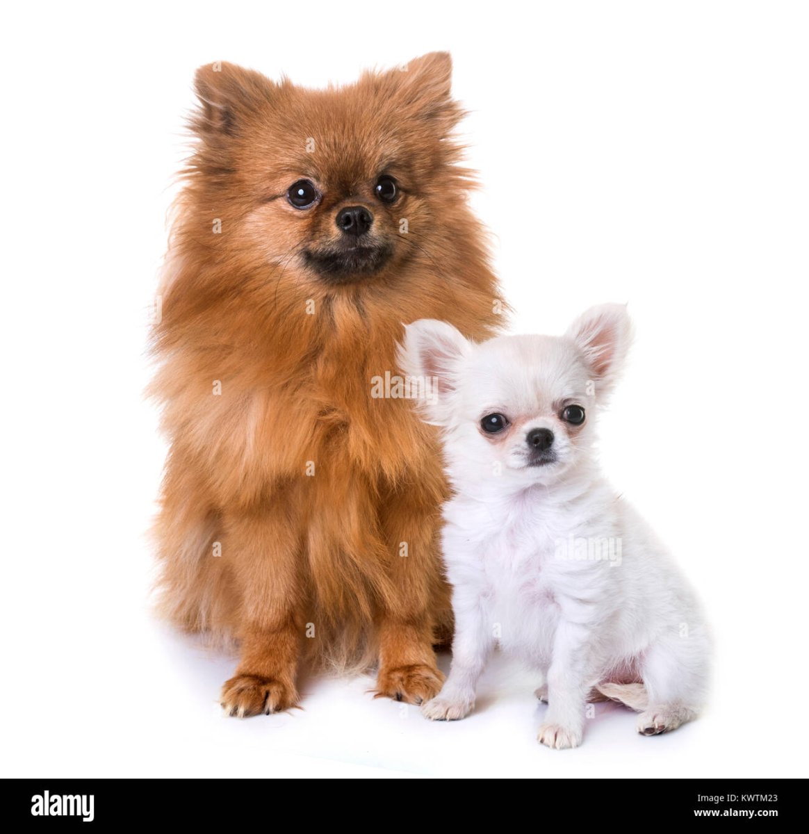 Чихуахуа соболиный длинношерстный