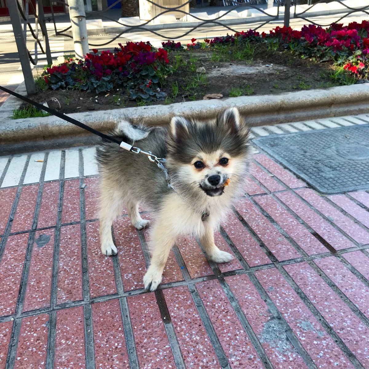 Помесь померанского шпица