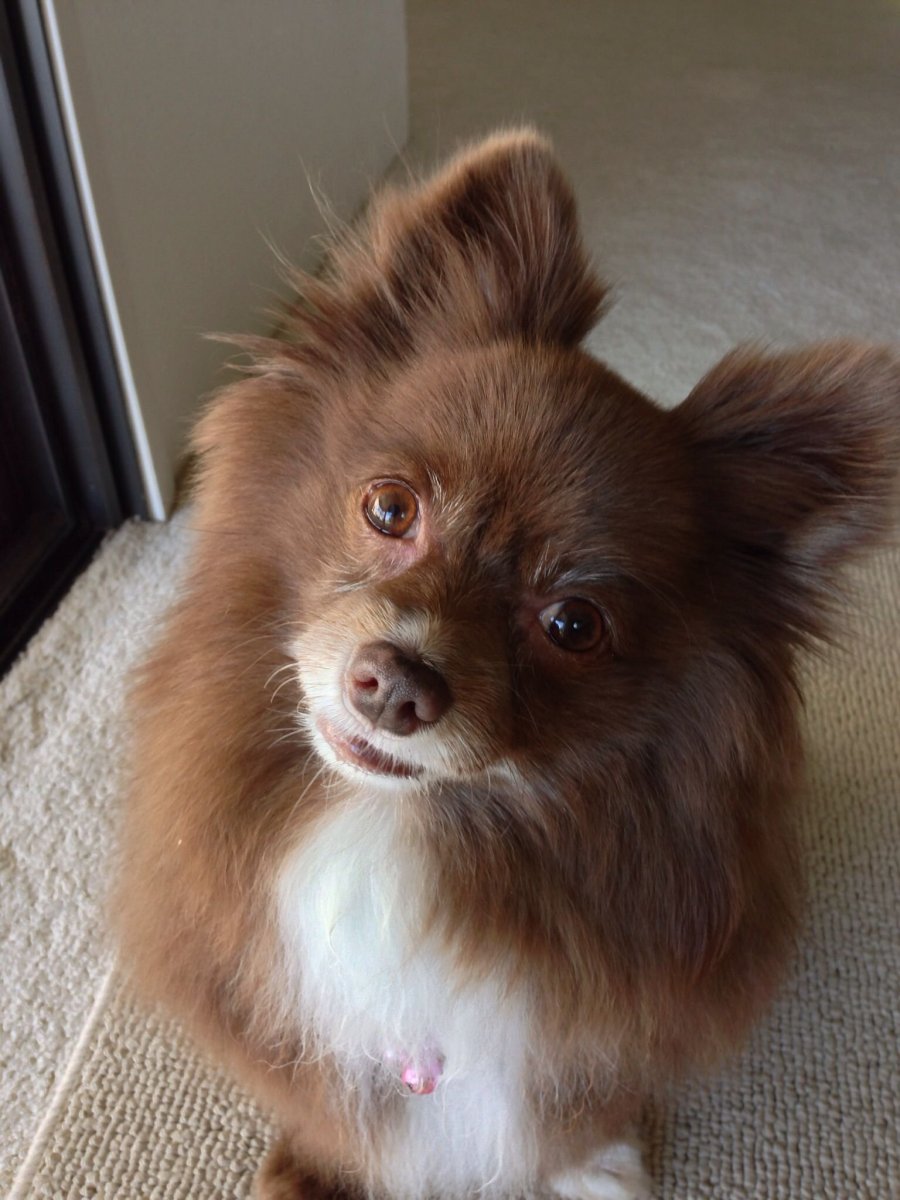 Метис шпиц Папийон