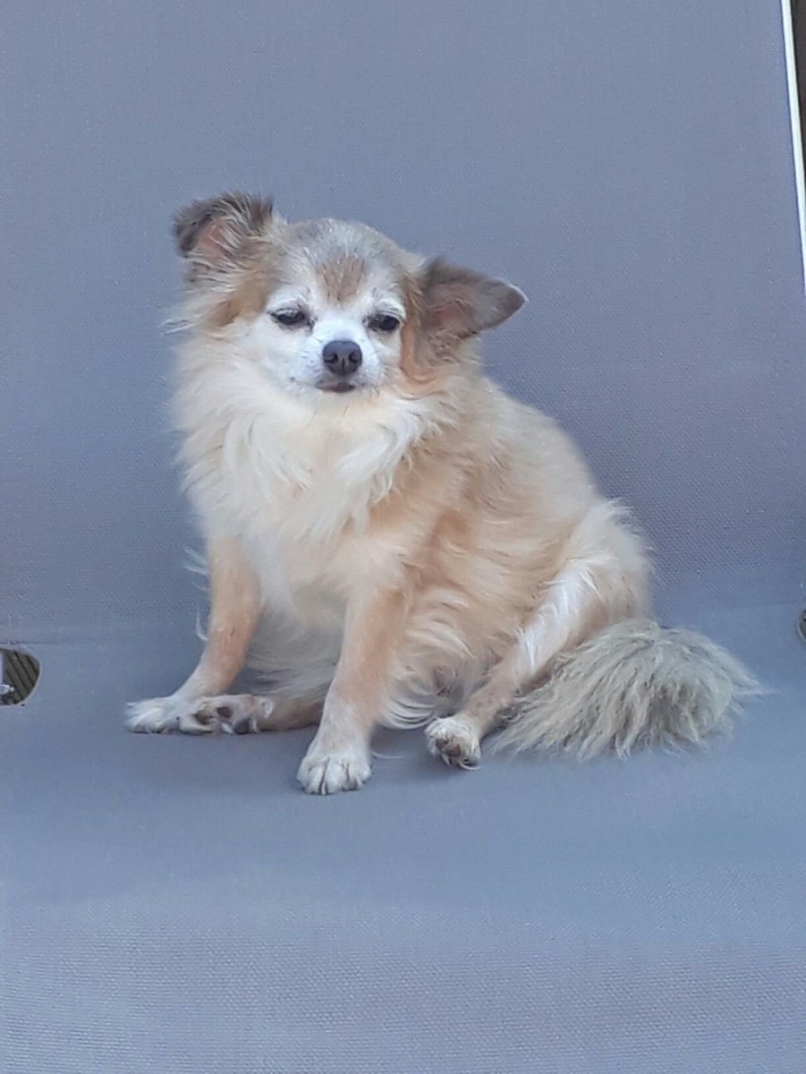 Чихуахуа помчи