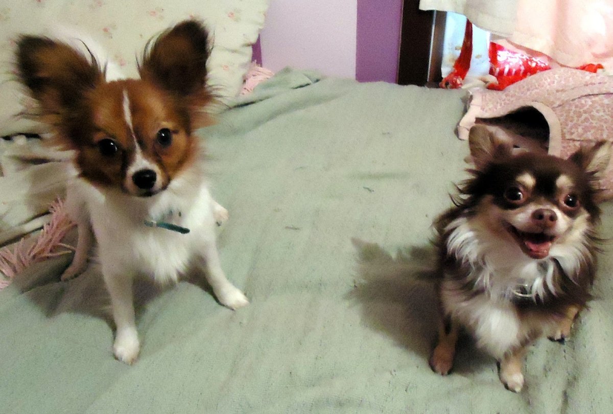 Папильон и чихуахуа