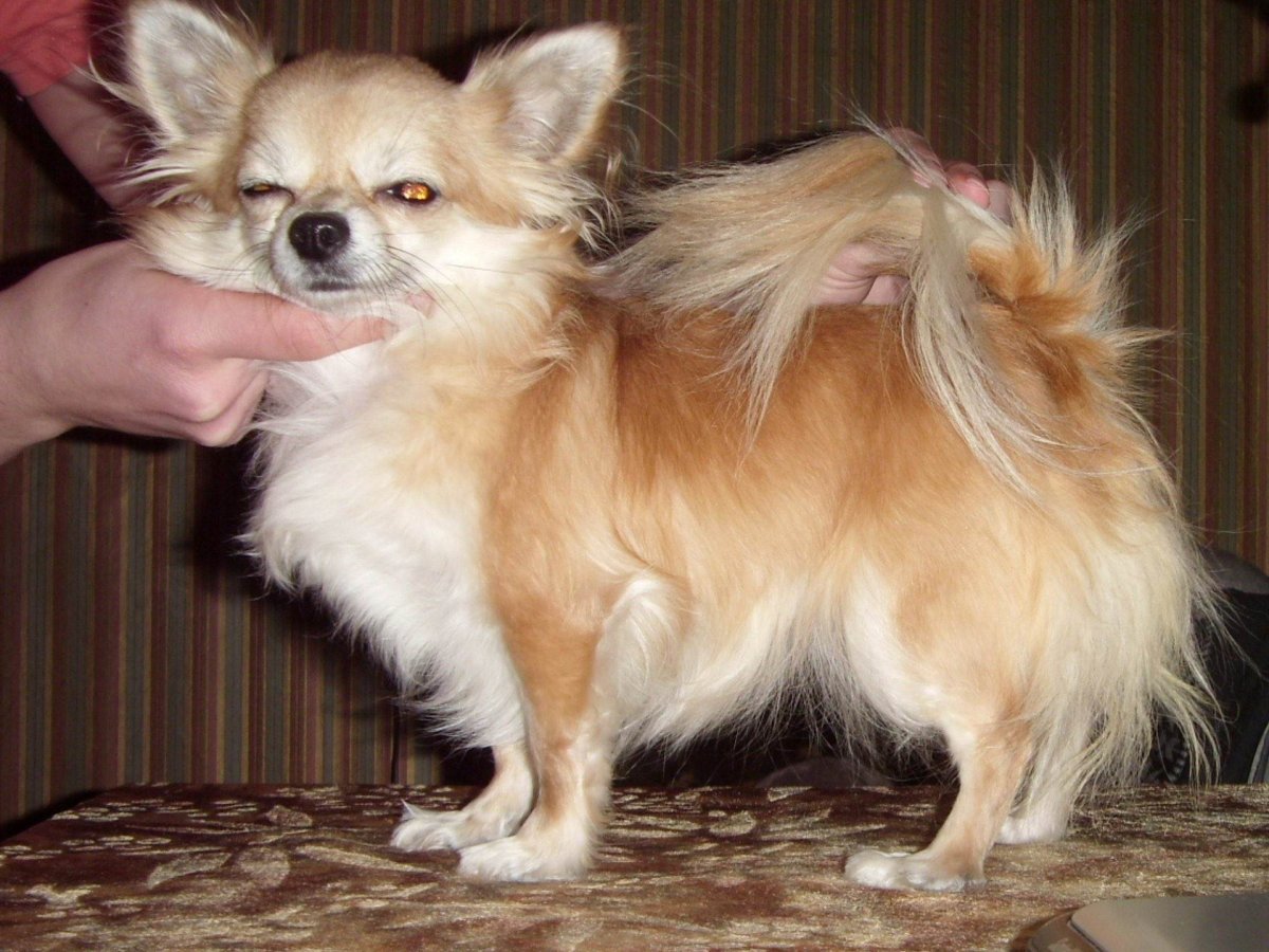 Чихуахуа помчи