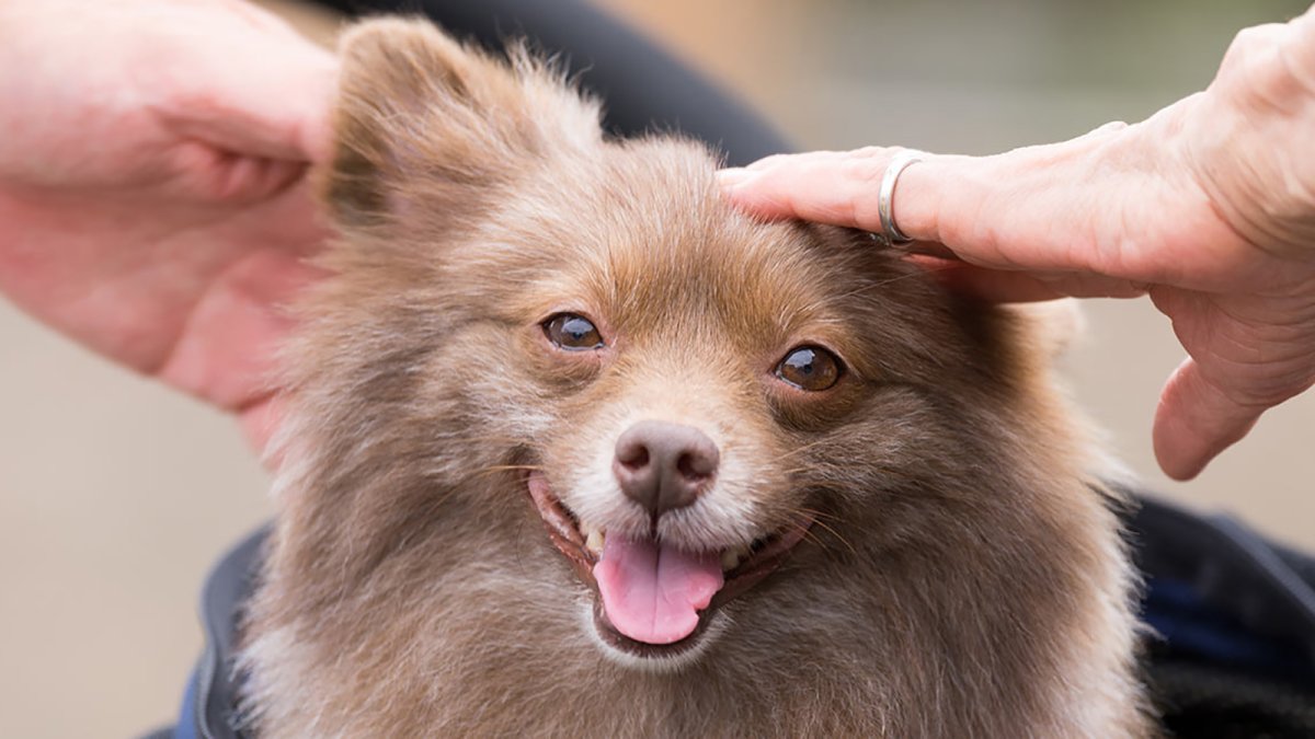 Помесь шпица и чихуахуа