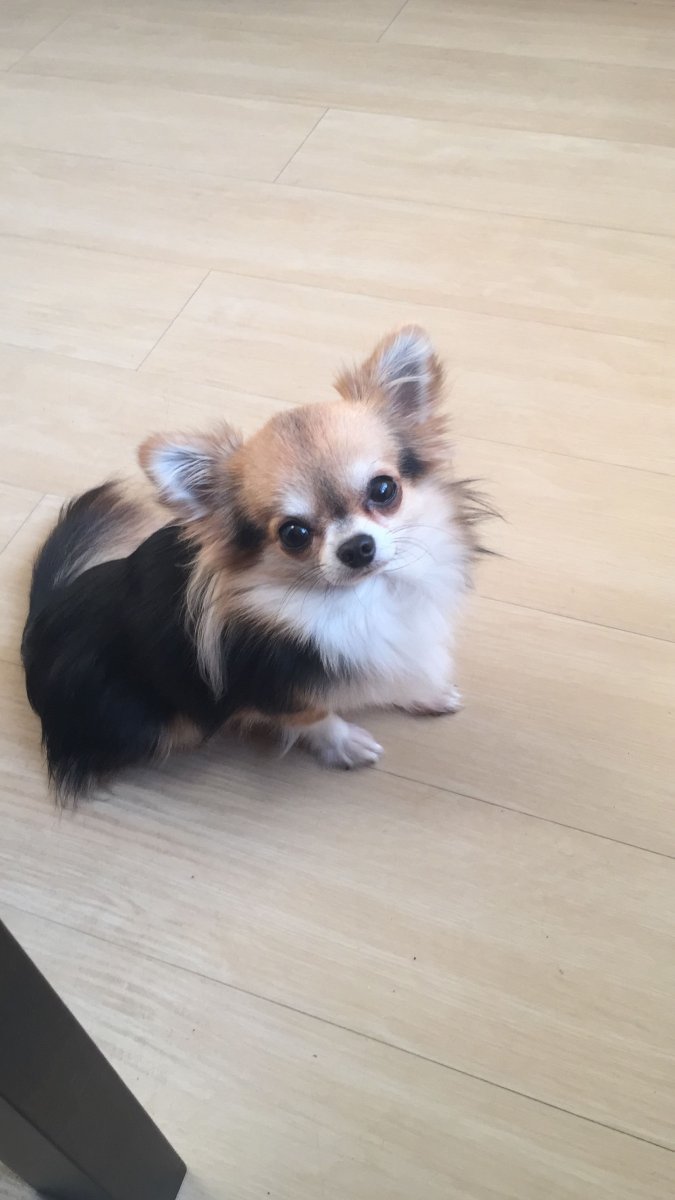 Длинношерстный чихуахуа помесь