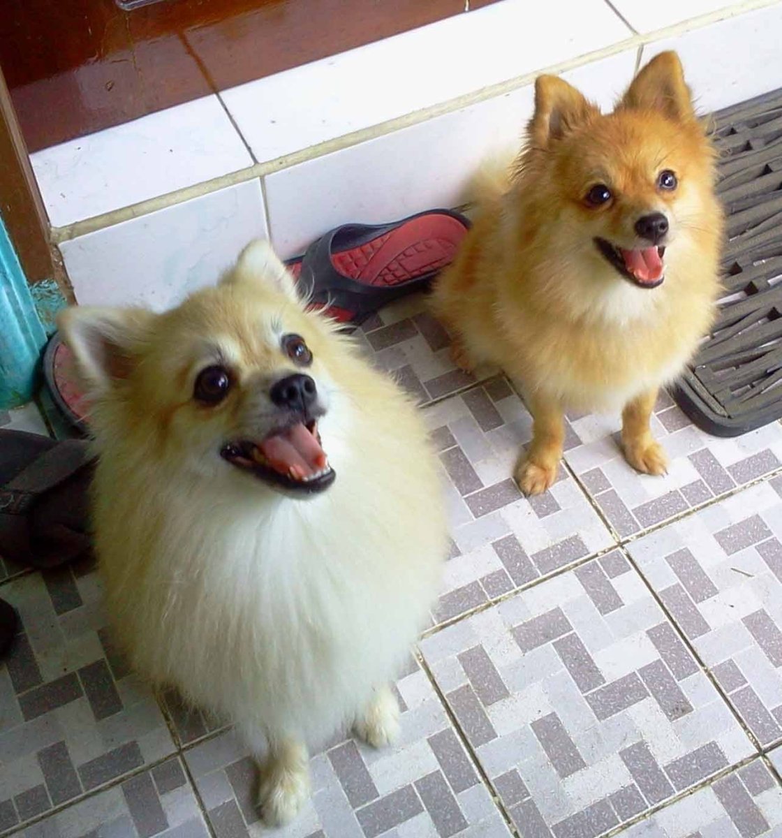 Pomeranian and Spitz Mix