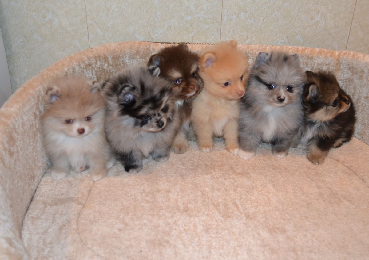 Как узнать щенок померанский шпиц или помесь сейчас ему 6 месяцев