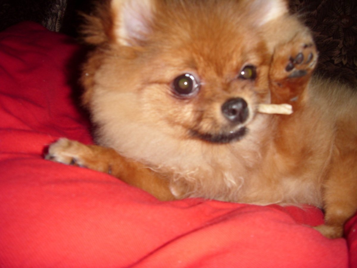 Помесь померанского шпица и чихуахуа