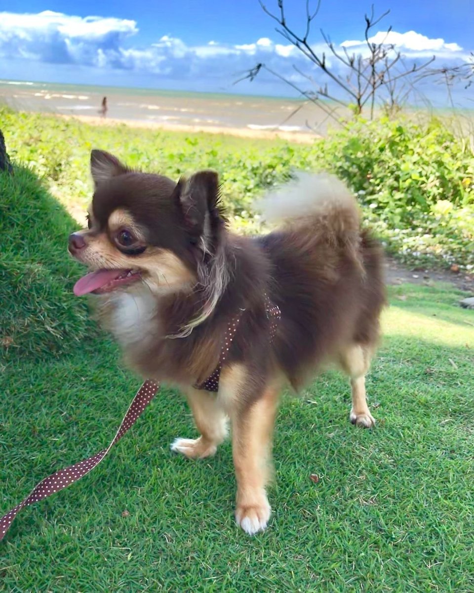 Чихуахуа помчи