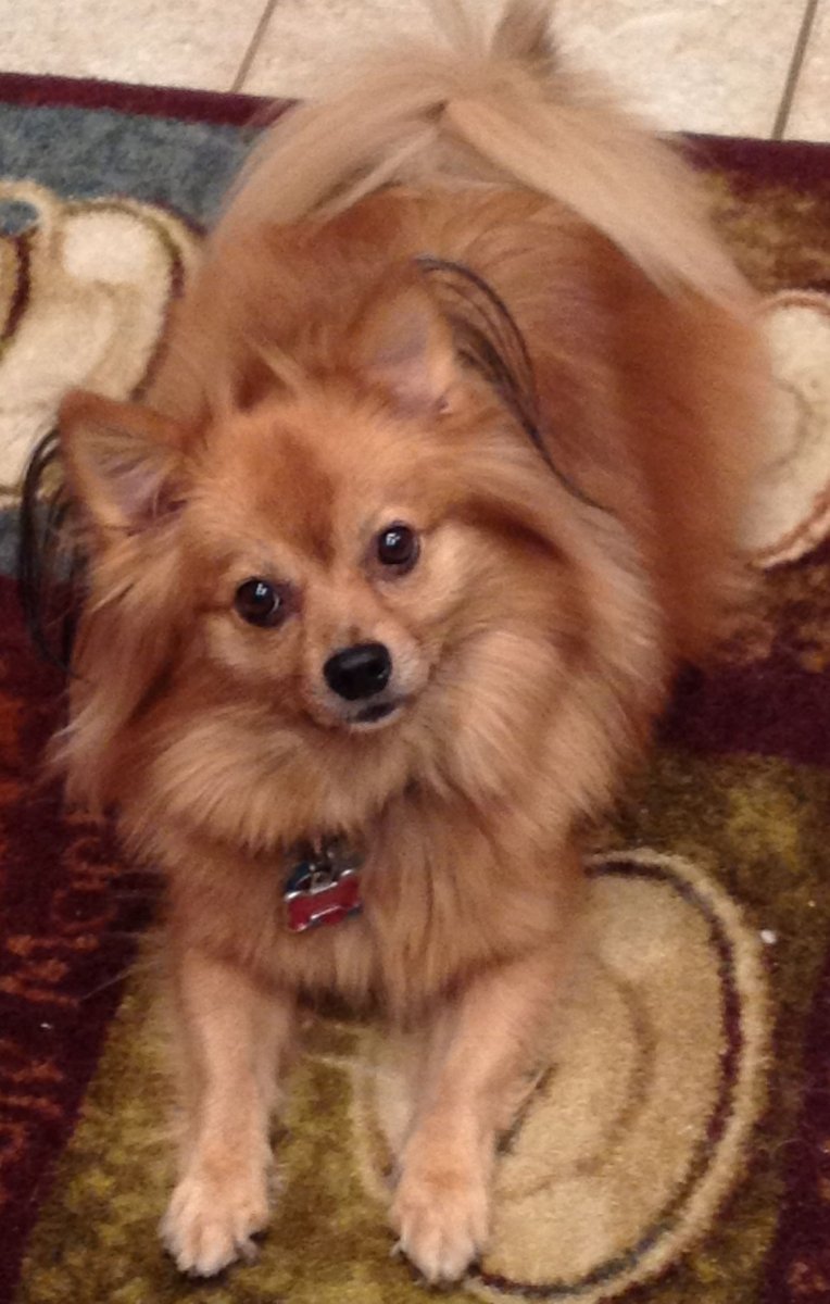 Метис шпица