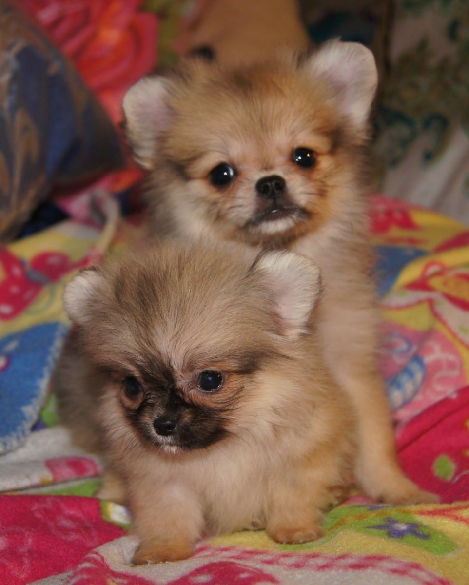 Шпиц и чихуахуа