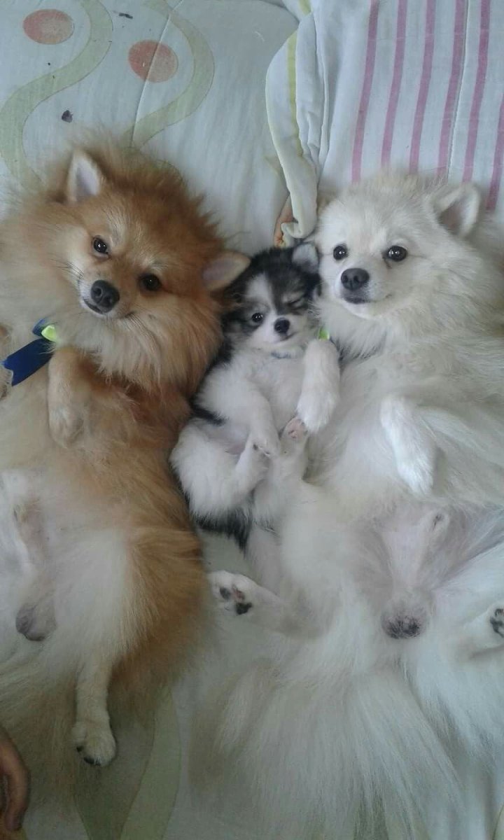 Померанский чихуахуа