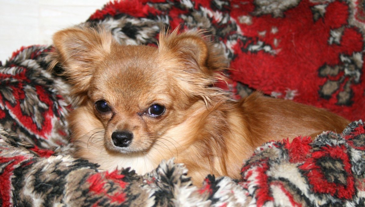 Шпиц и чихуахуа