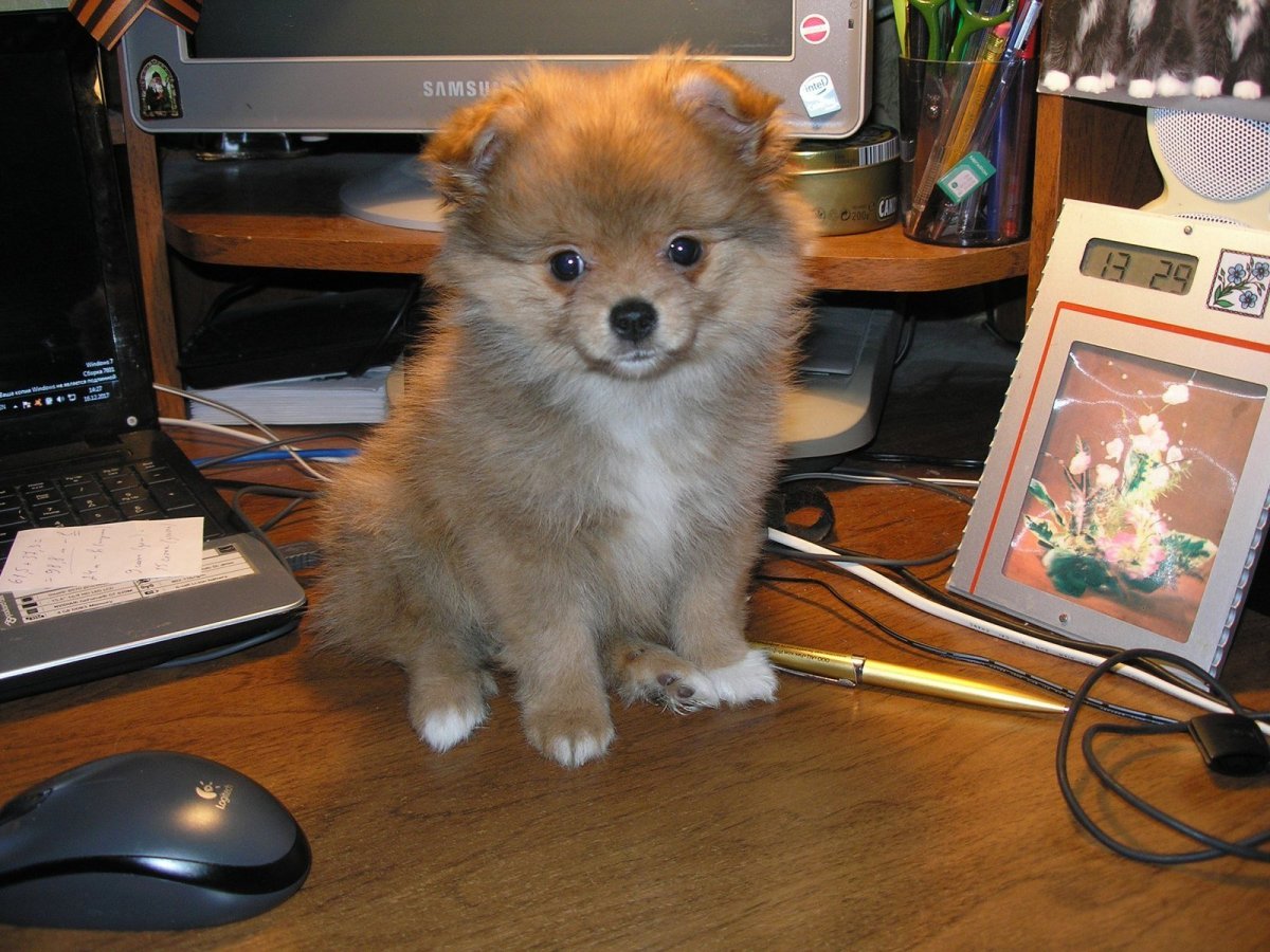 Метис чихуахуа