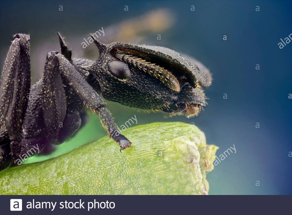 Гусеница Cerura vinula