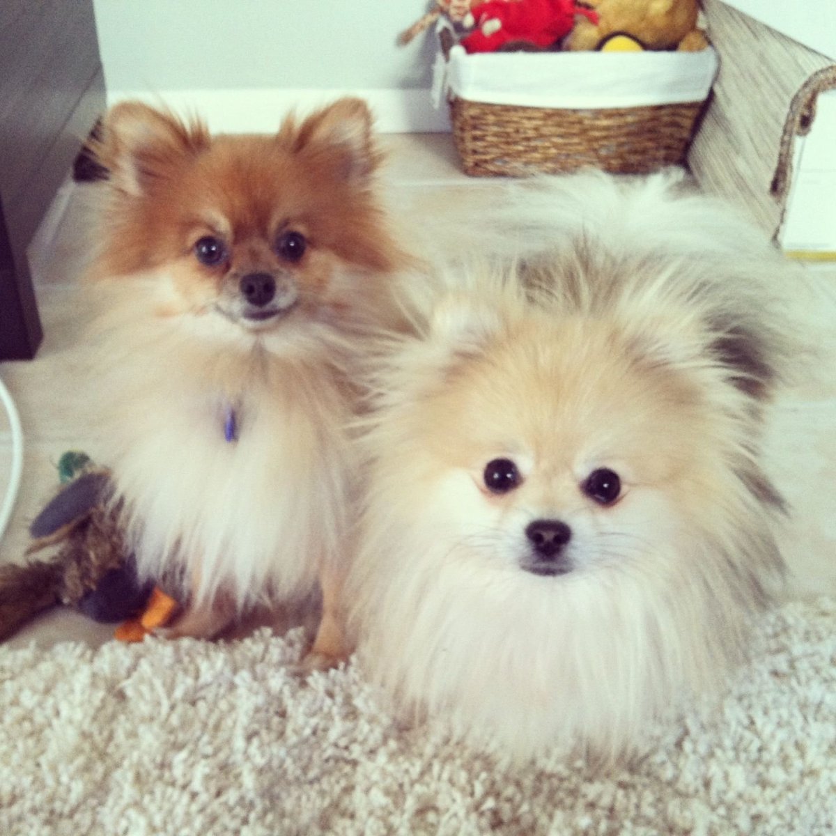 Померанский шпиц и чихуахуа